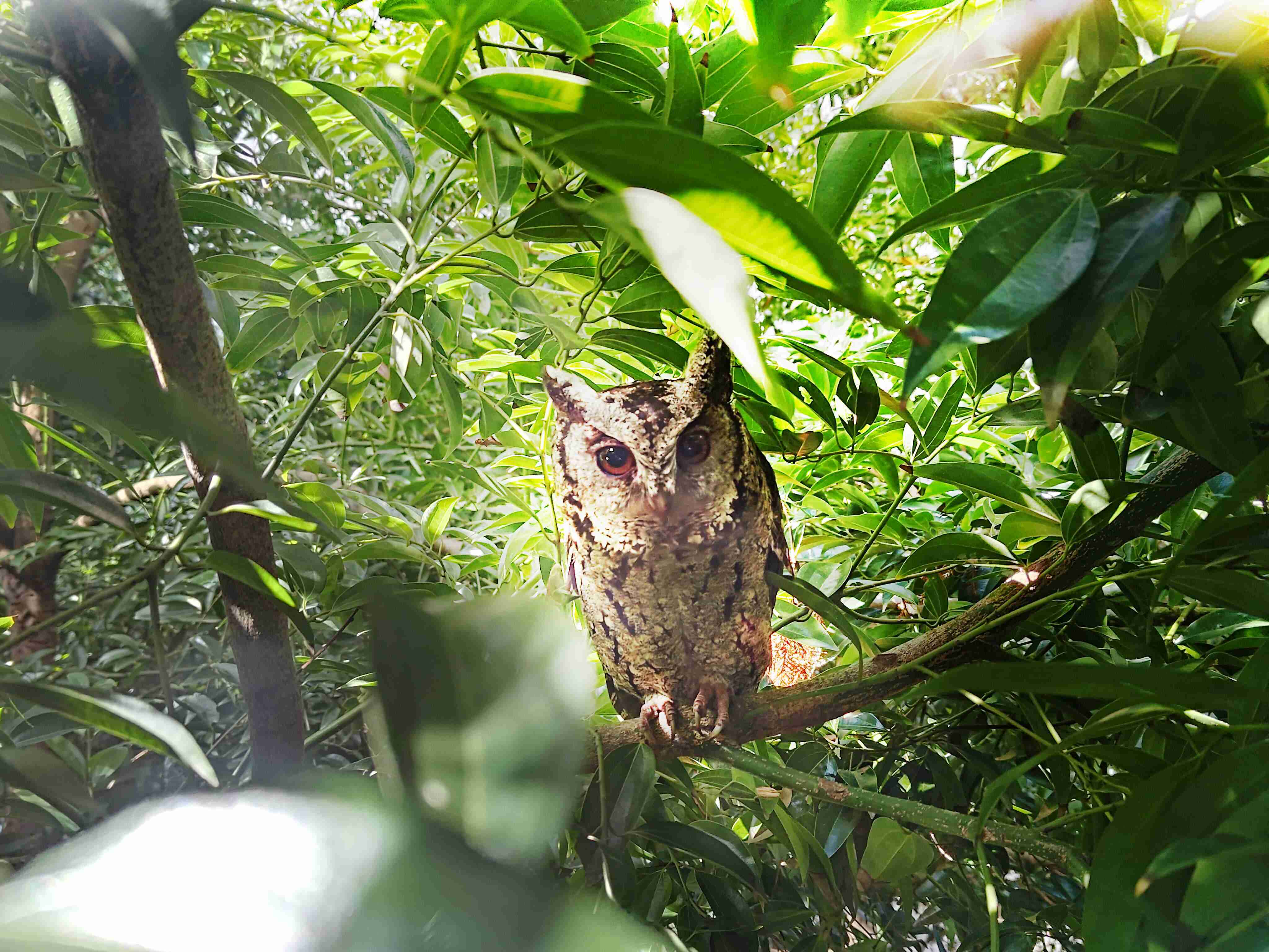 尊龙z6致力提倡净零绿生活，，，16年以来在全球各厂区植树逾百万棵，，造就各厂区树木蔚然成林，，犹如森林工厂，，，，成为许多生物的栖息地